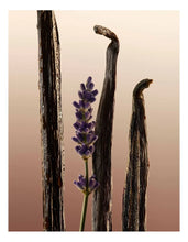 Load image into Gallery viewer, Burberry Goddess 10ml edp