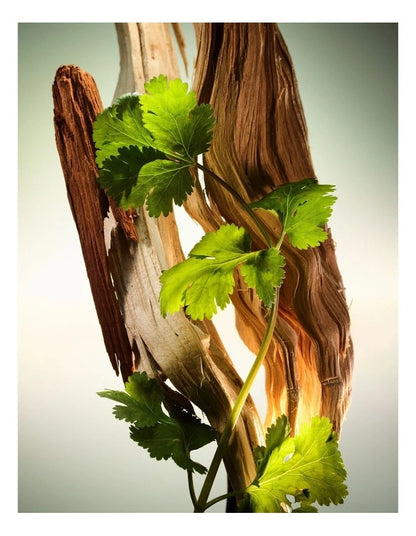 Wood Essence 100ml Parfum