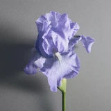Iris Debonair 100ml edp
