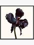 Black Orchid Reserve Parfum 100ml